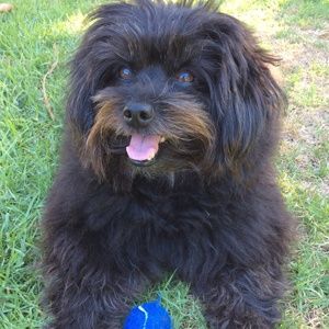 A small black dog is sitting in the grass next to a blue tennis ball.