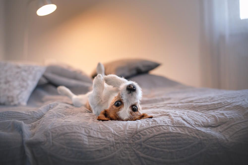 Pet friendly burglar alarm