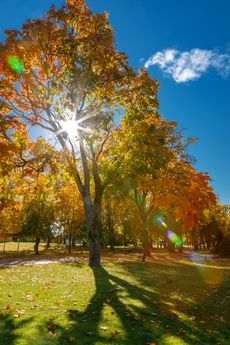 Sunlit autumn trees with golden leaves in a park under a blue sky