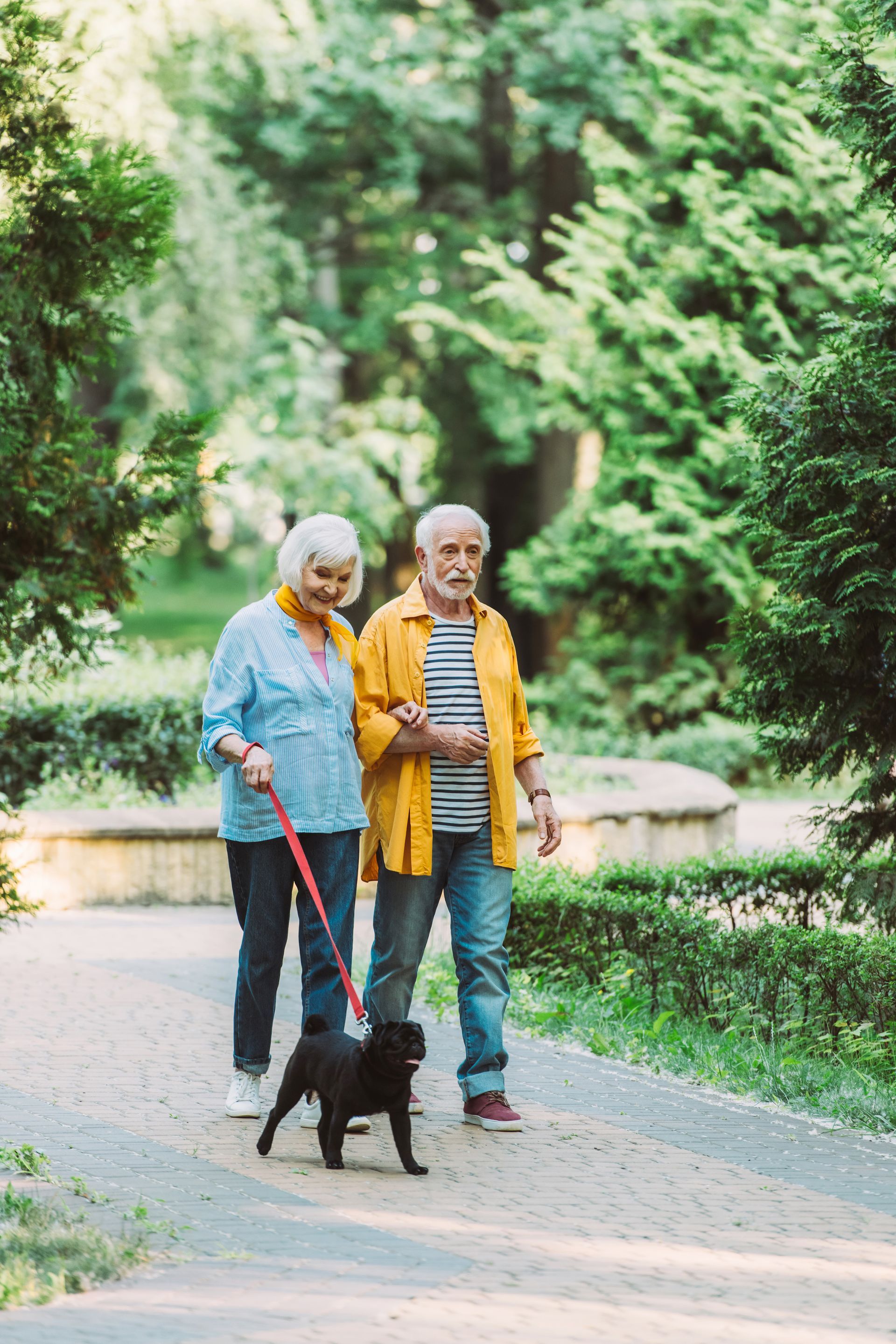 Two people walking a small black dog on a tree-lined path