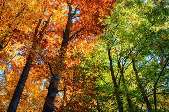 Autumn forest canopy with tall trees and bright orange, yellow, and green leaves against the sky