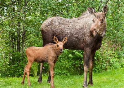 A moose and her baby are standing next to each other in the grass.