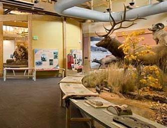 A museum filled with stuffed animals including a deer and a ram.