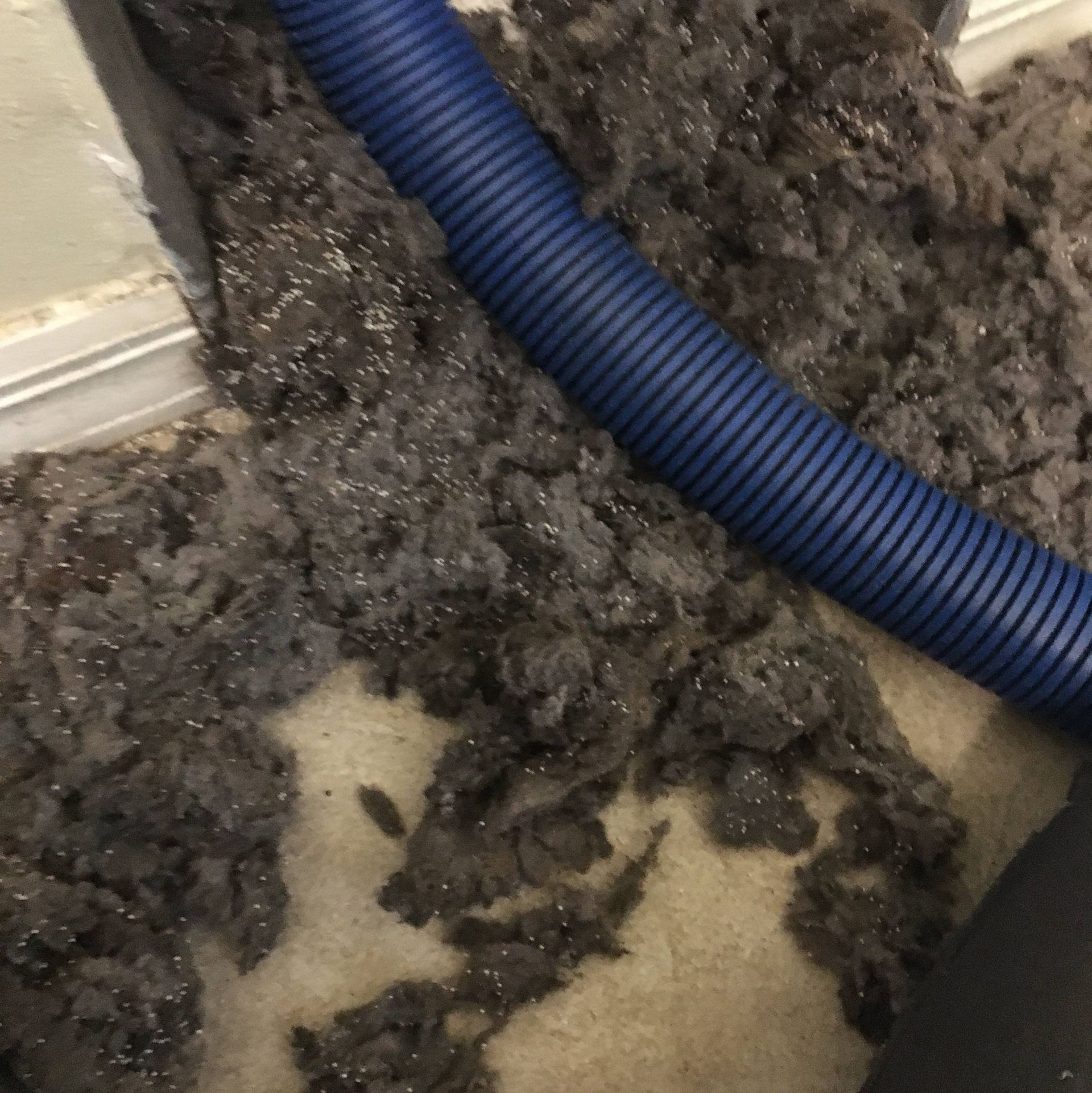 A blue vacuum hose is being used to clean a carpet