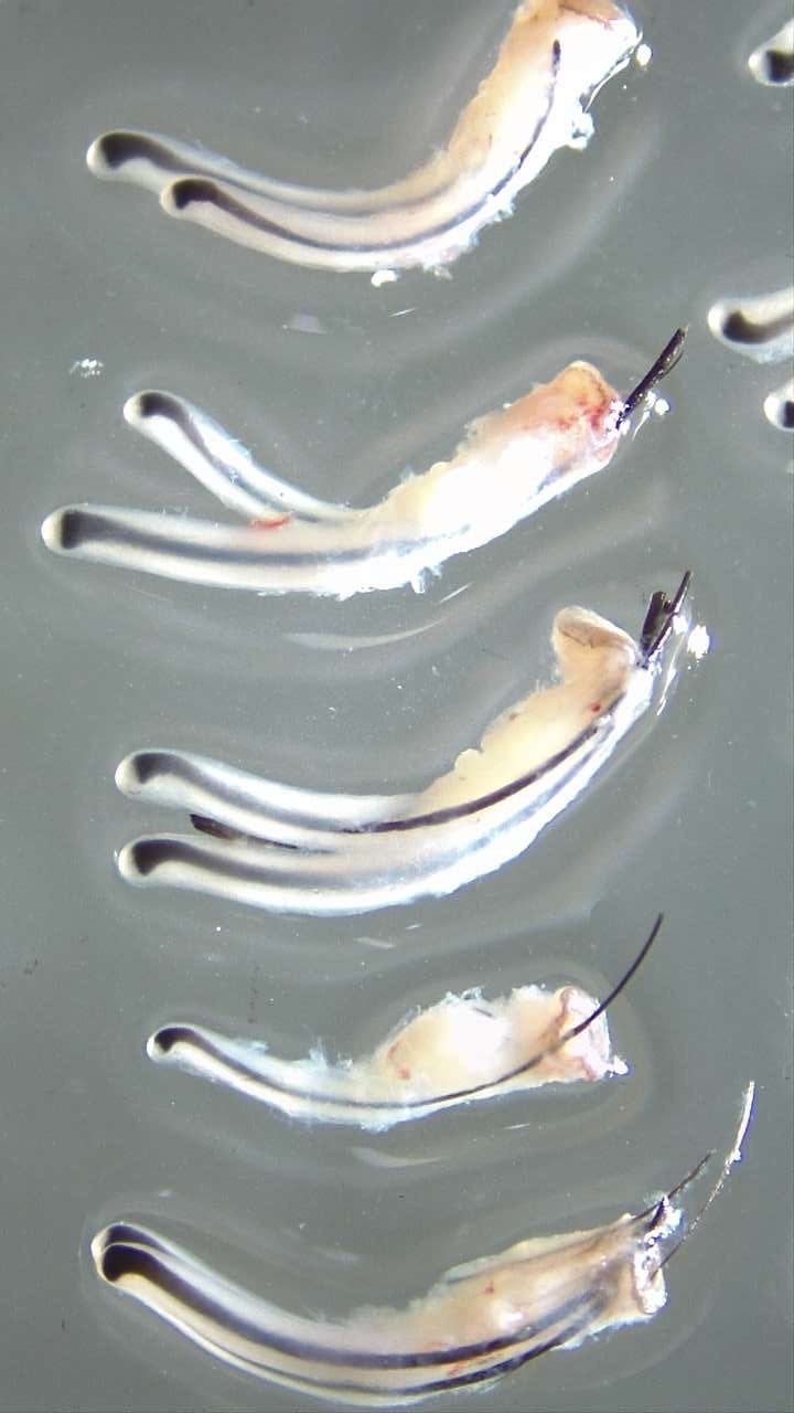 a group of feathers are floating in the water .
