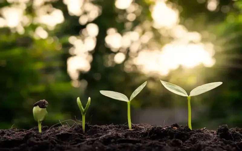 a group of small plants growing out of the ground .