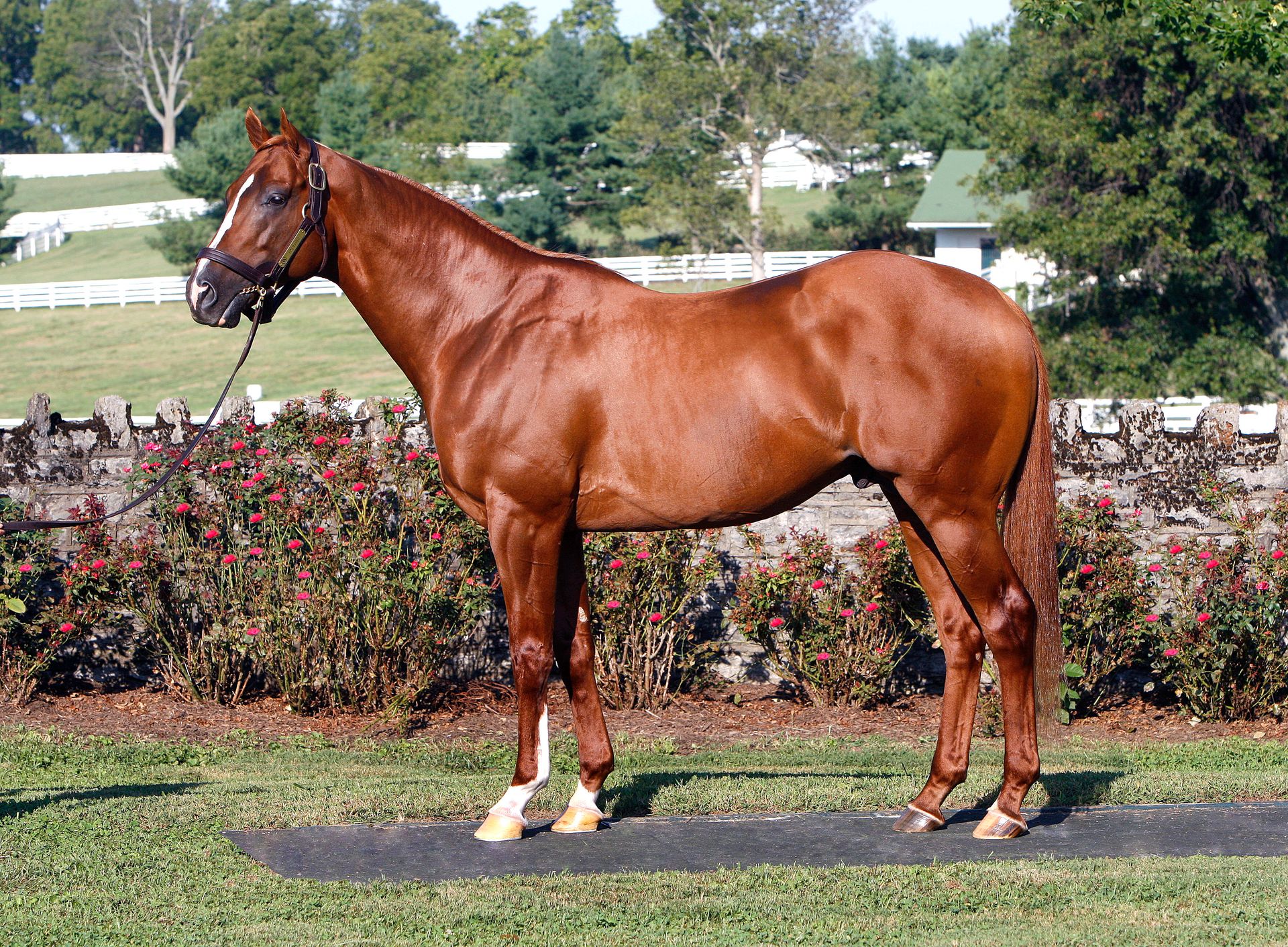 Canadian Thoroughbred Horse Society National Office 416-675-1370