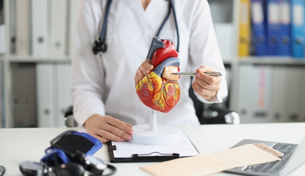 Un médico sostiene un modelo de un corazón humano.