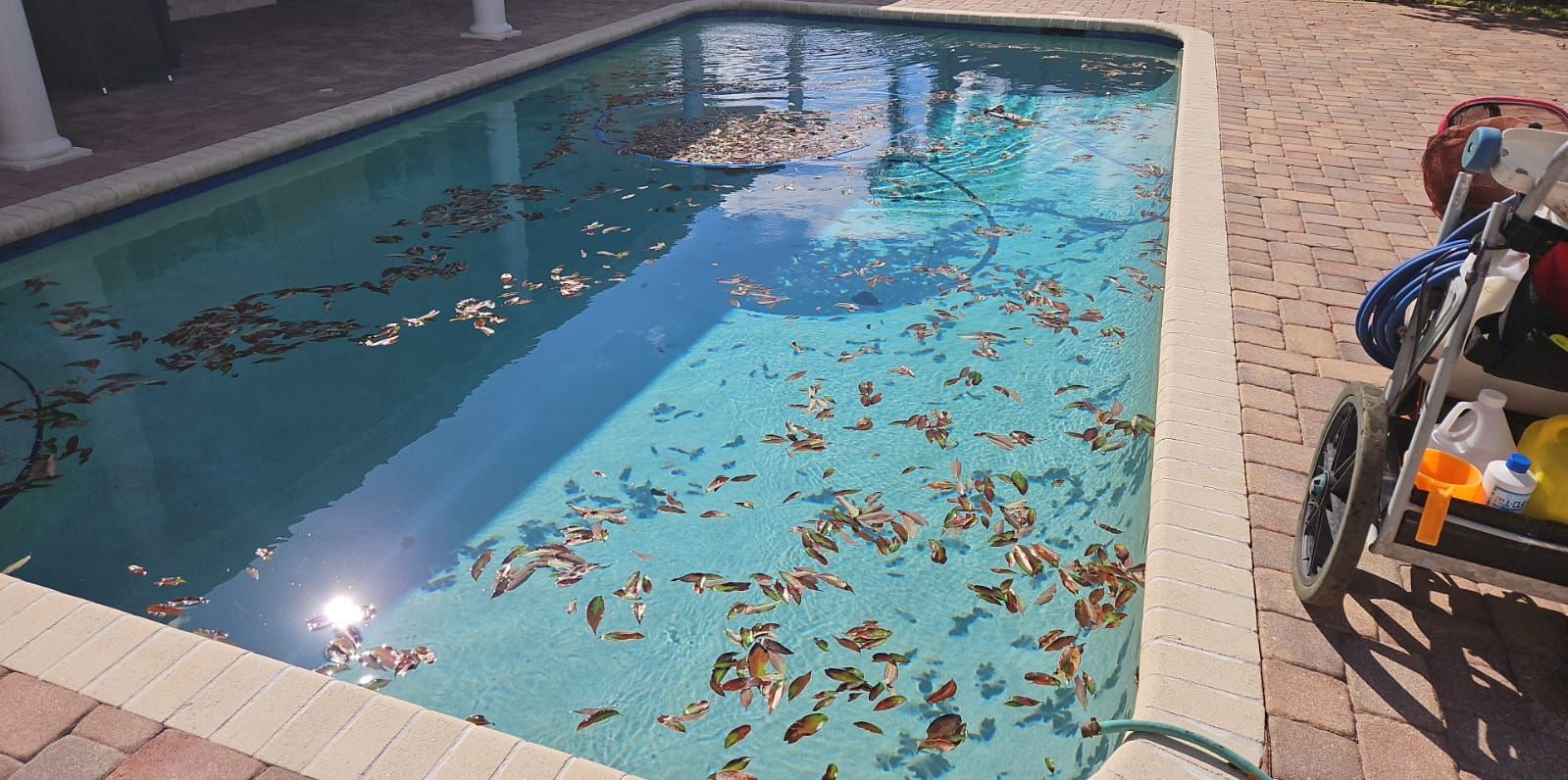 A rectangular swimming pool filled with leaves; a cleaning cart sits on the deck.