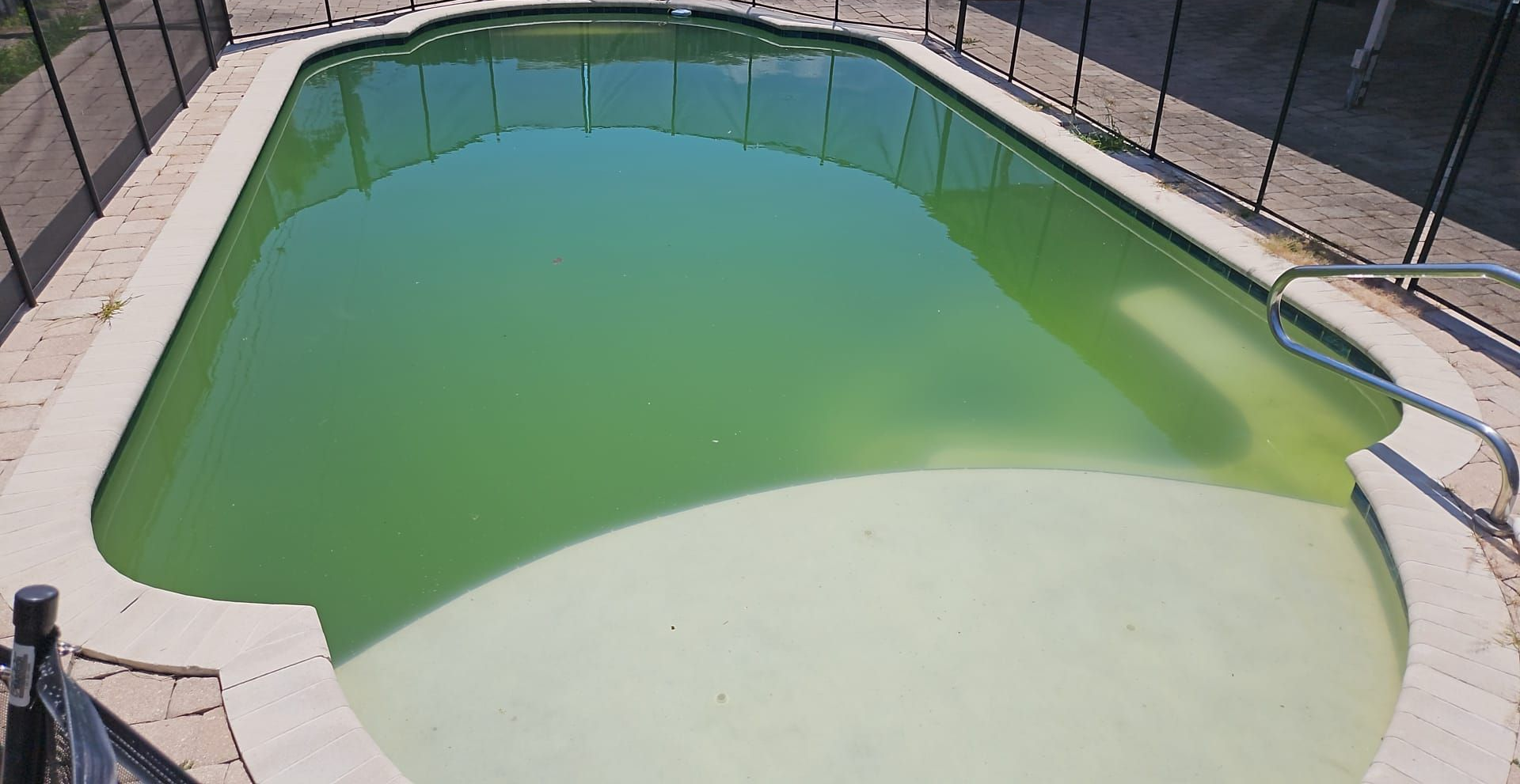 Green algae-filled pool, concrete deck, metal fence, sunny outdoor setting.