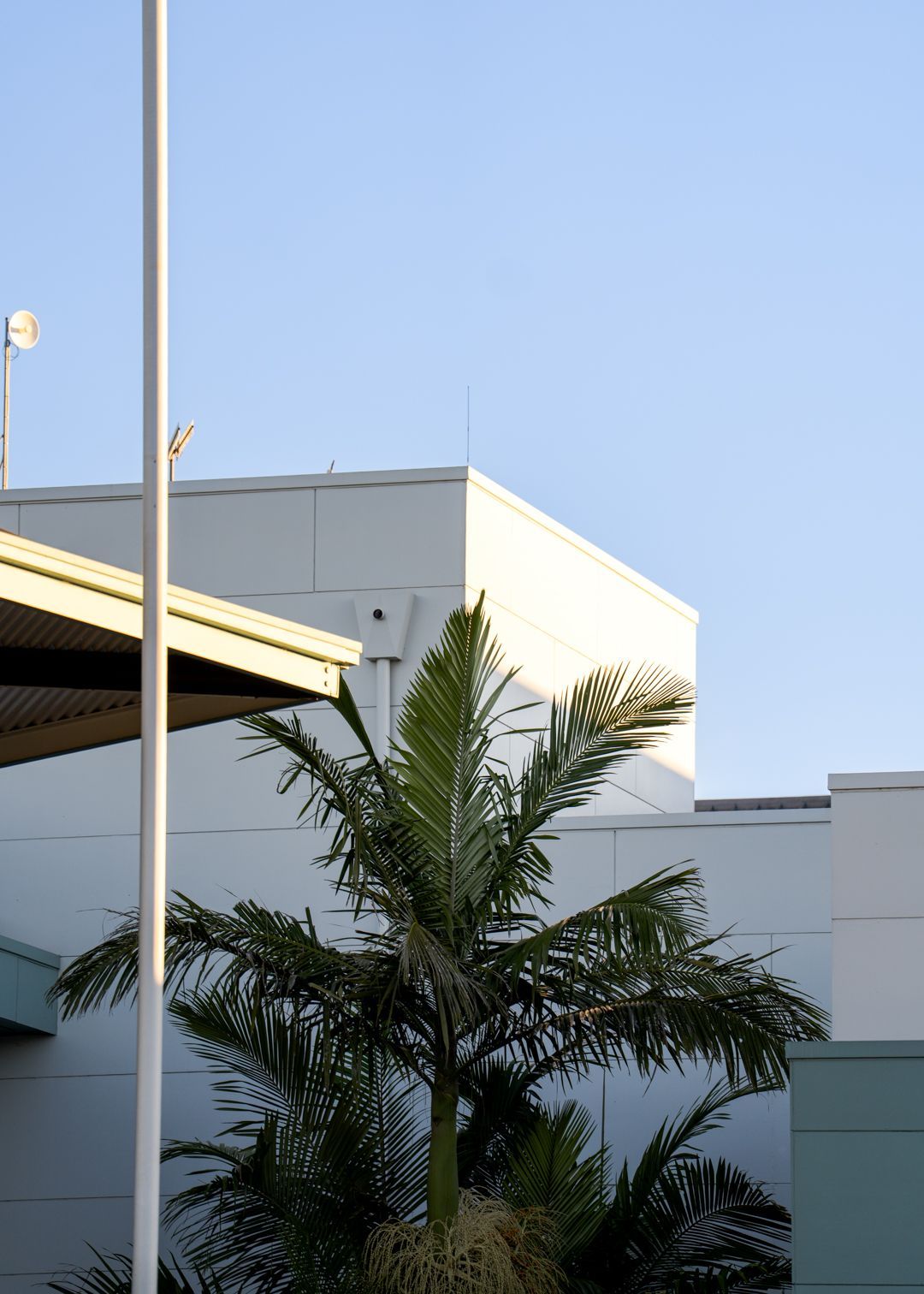 Palm trees in front of a white building under a clear blue sky.