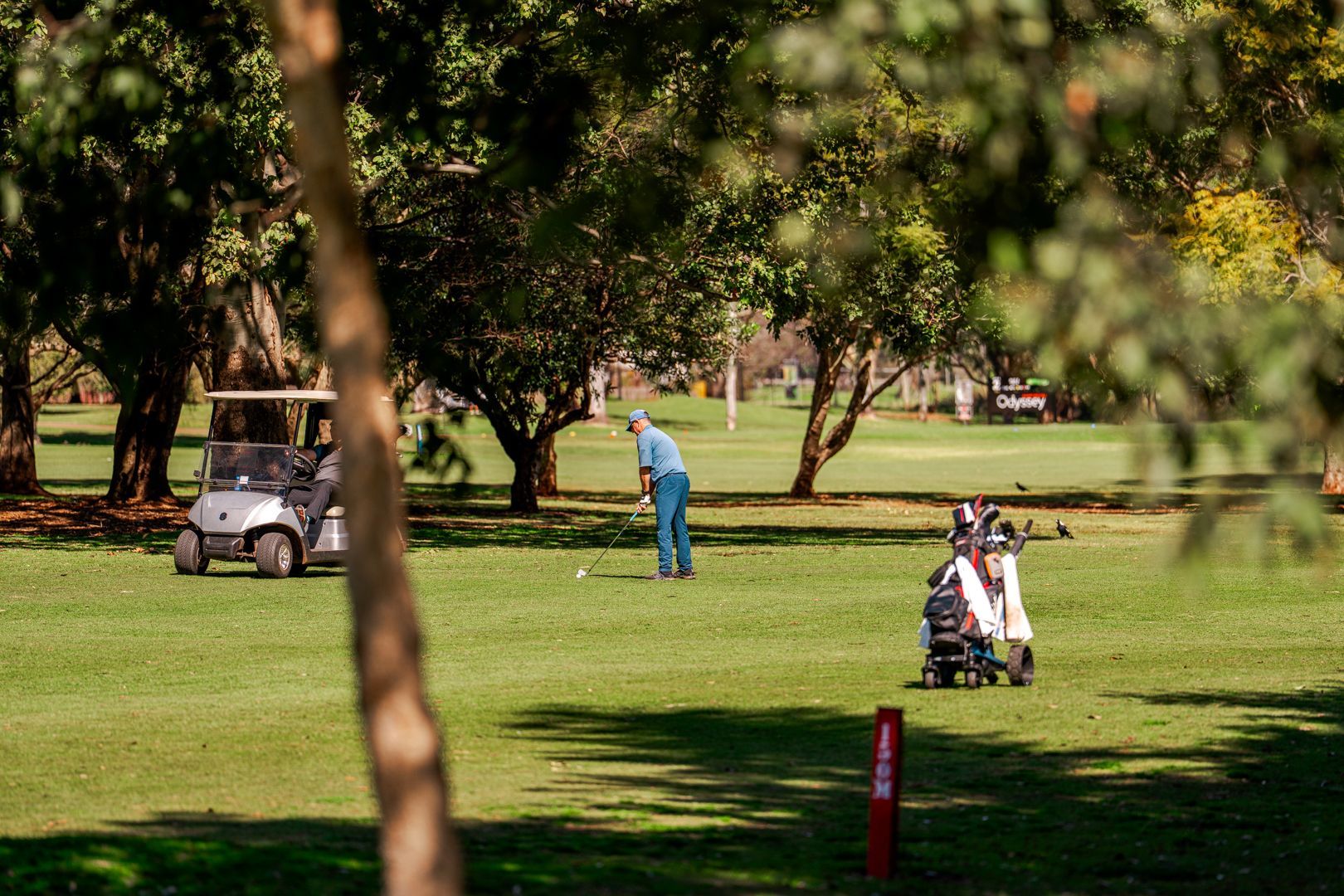 People playing golf on a sunny green course with trees and carts nearby