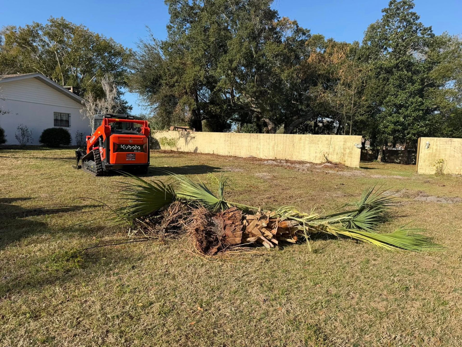 An orange skid steer loader sits on a lawn next to a cut-down palm tree in front of a white house.