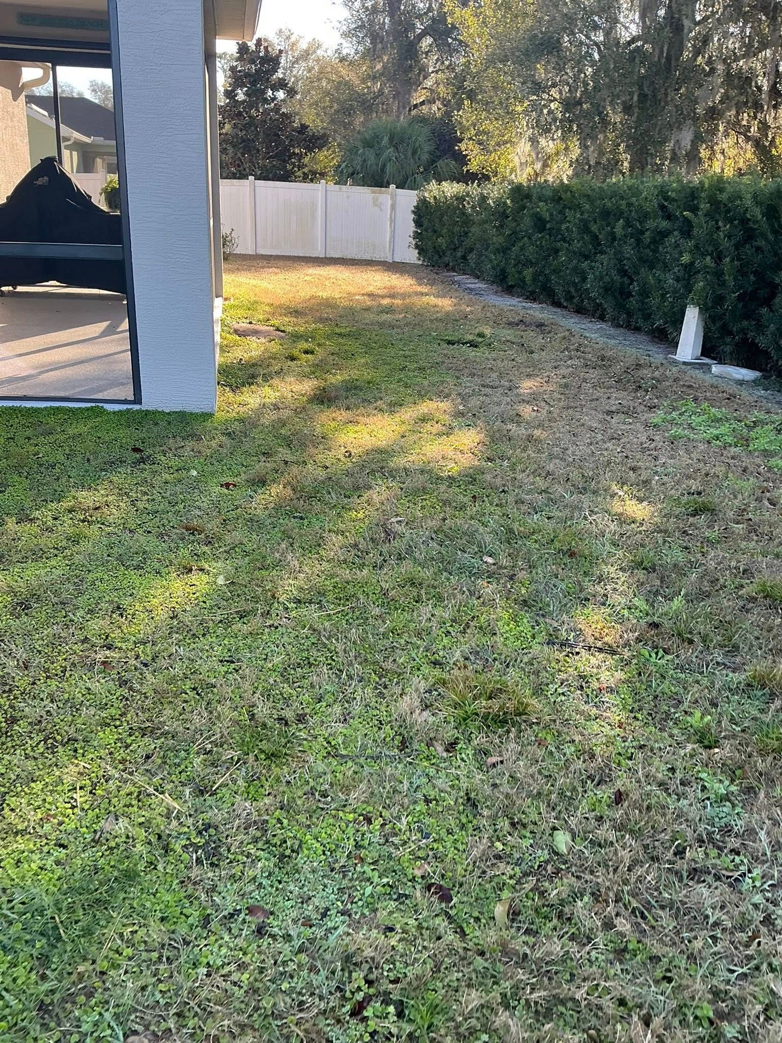 A sunny backyard with a mowed lawn next to a covered patio and a tall, dense green hedge running along a white fence.