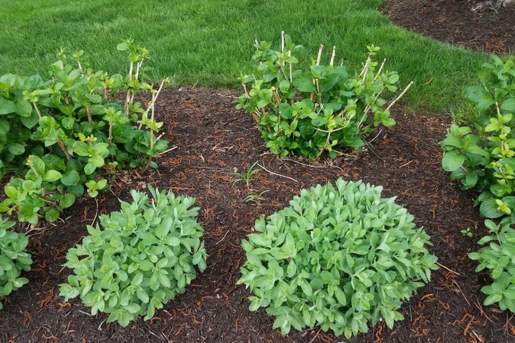 garden yard with plants