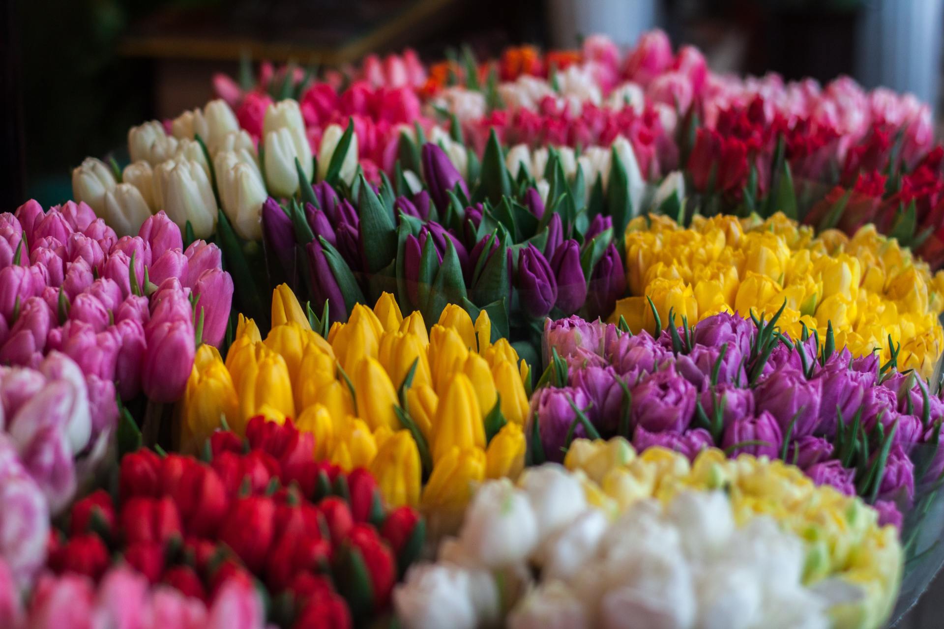 Tulips