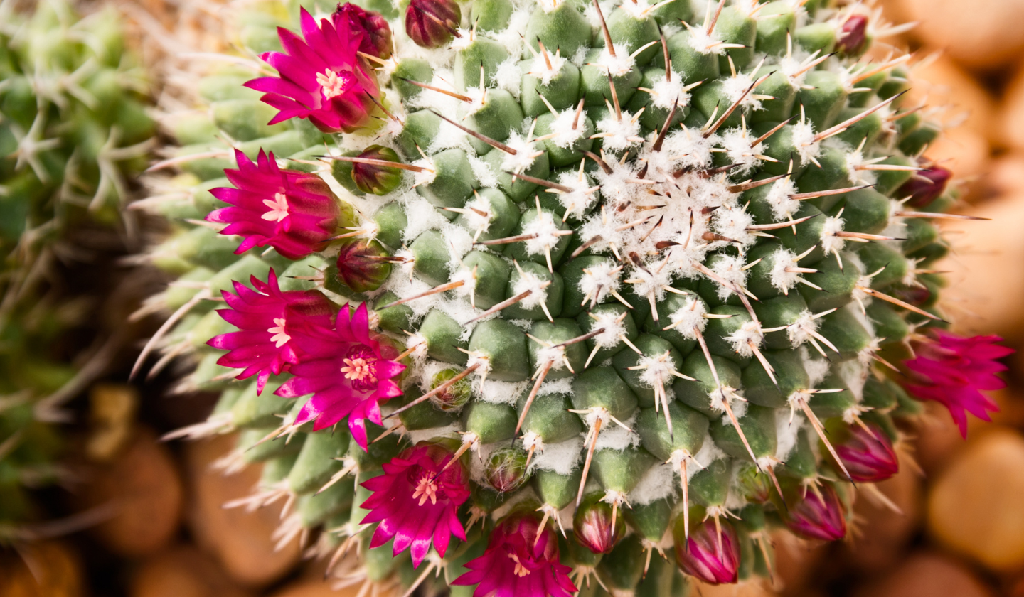 Pink spring flowers sprouting on a cactus in the Tucson desert.
