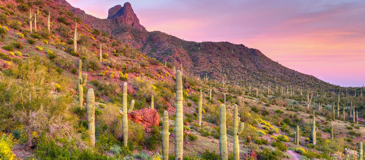 Tucson Desert Landscape