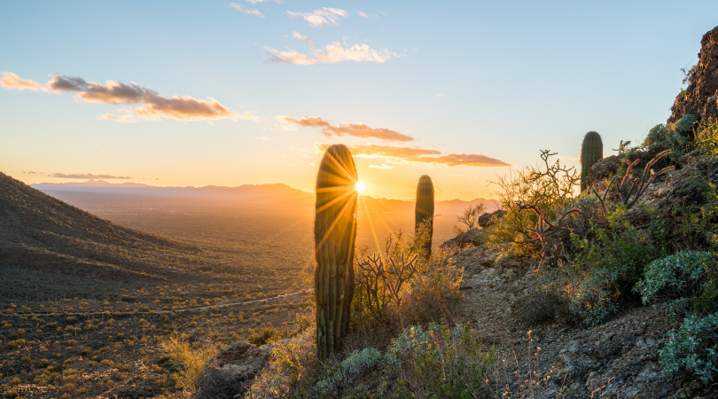 Tucson desert sunset