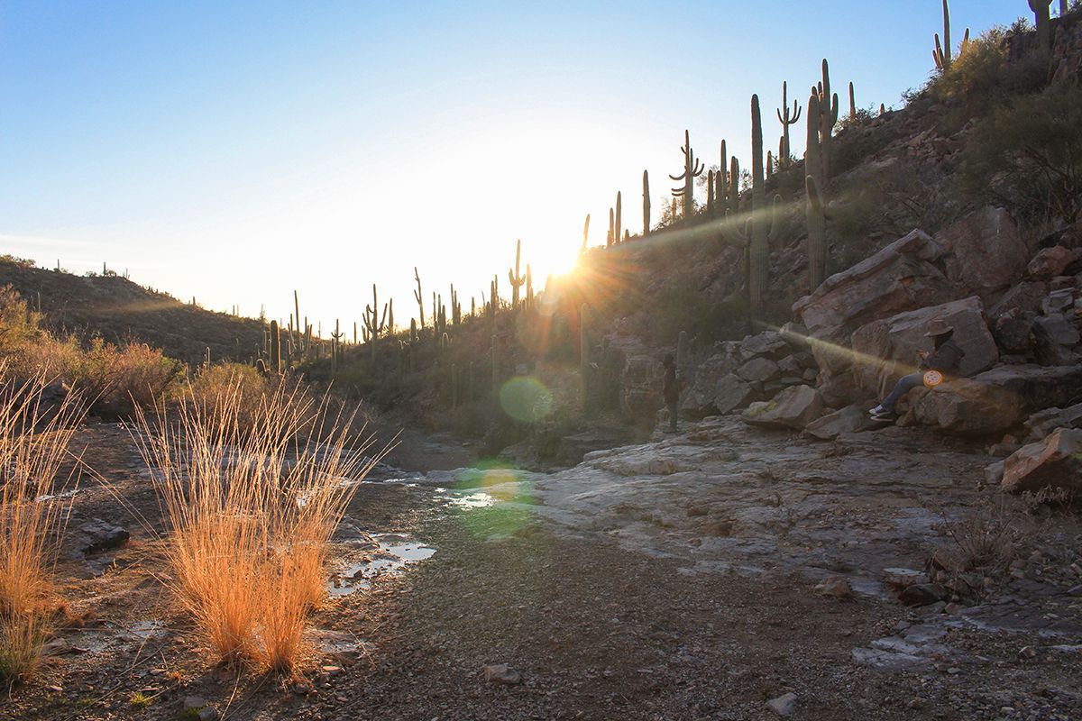 Visitor is sitting in Saguaro National Park taking a photo of the cactus and desert view on their cell phone. 