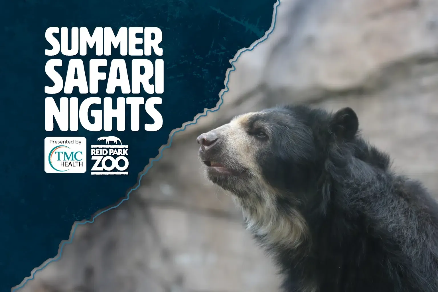 summer safari nights with picture of black bear