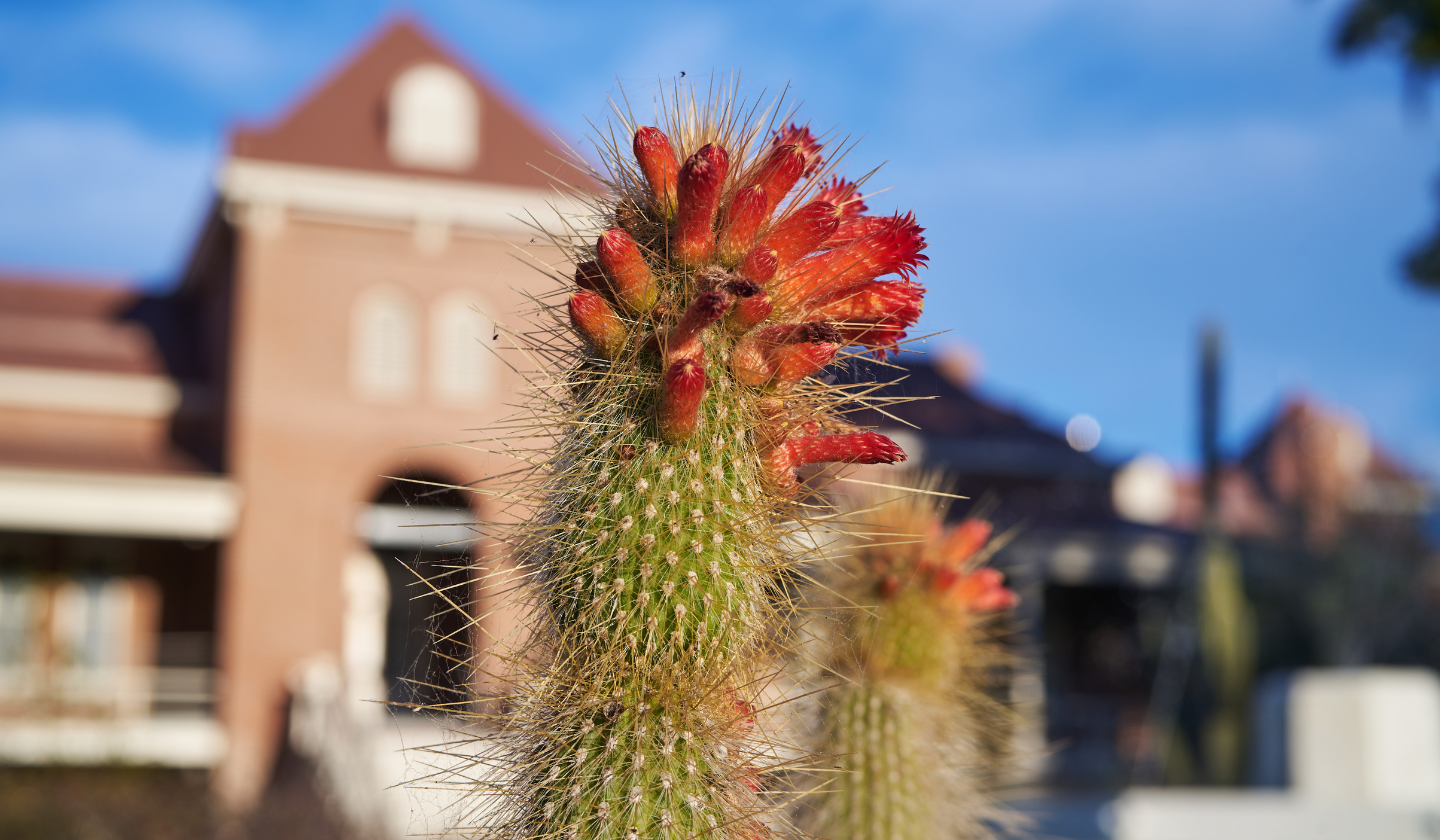 Cacti blooming in front of University of Arizona's Old Main building.