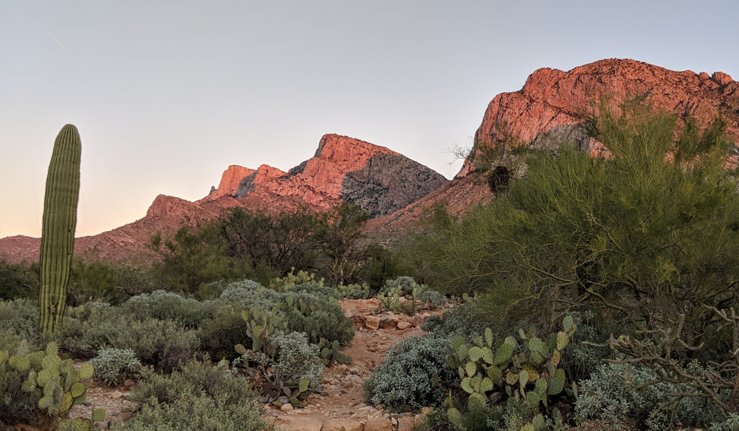 A scenic view of the mountains, cactus, and bushes in the Tucson desert.