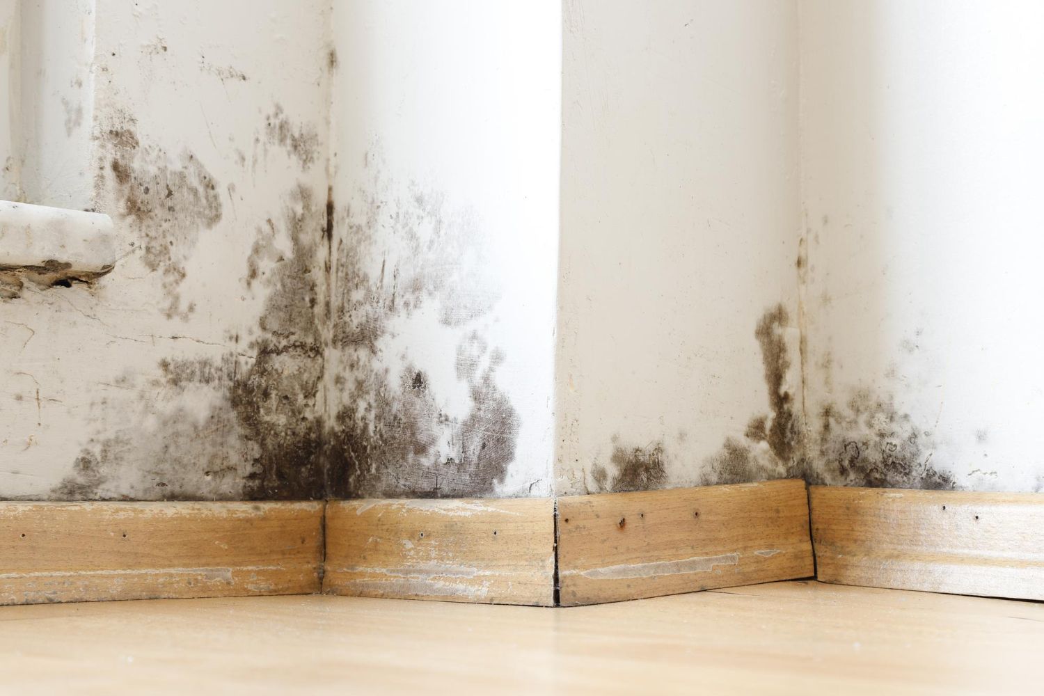 How Fast Can Mold Grow After Water Damage?
Restoration 1 of Lakeshore | Mold Remediation Experts Serving Zeeland, MI