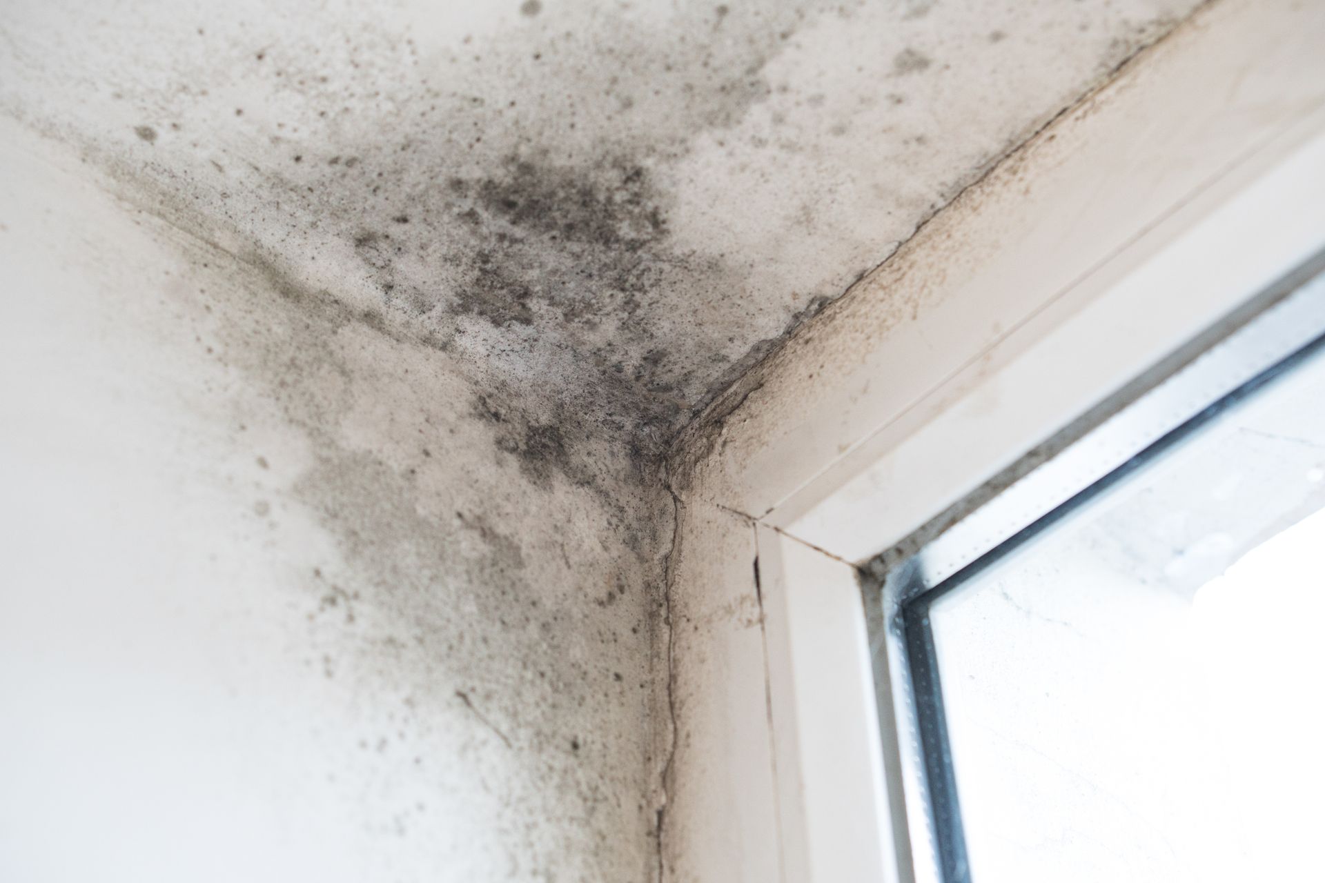 How Fast Mold Can Grow After Water Damage — A Zeeland, MI Homeowner Guide
