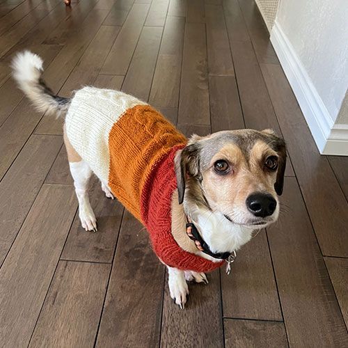 A small dog wearing a sweater is standing on a wooden floor. A small dog wearing a sweater is standing on a wooden floor.