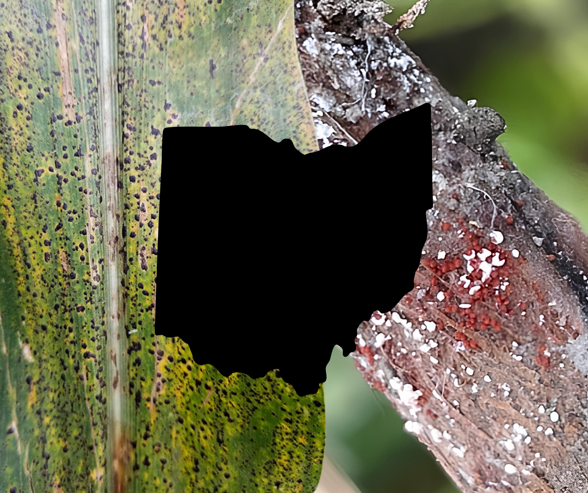 Disease Pressure Is Rising in Ohio: What Growers Should Be Watching This Summer