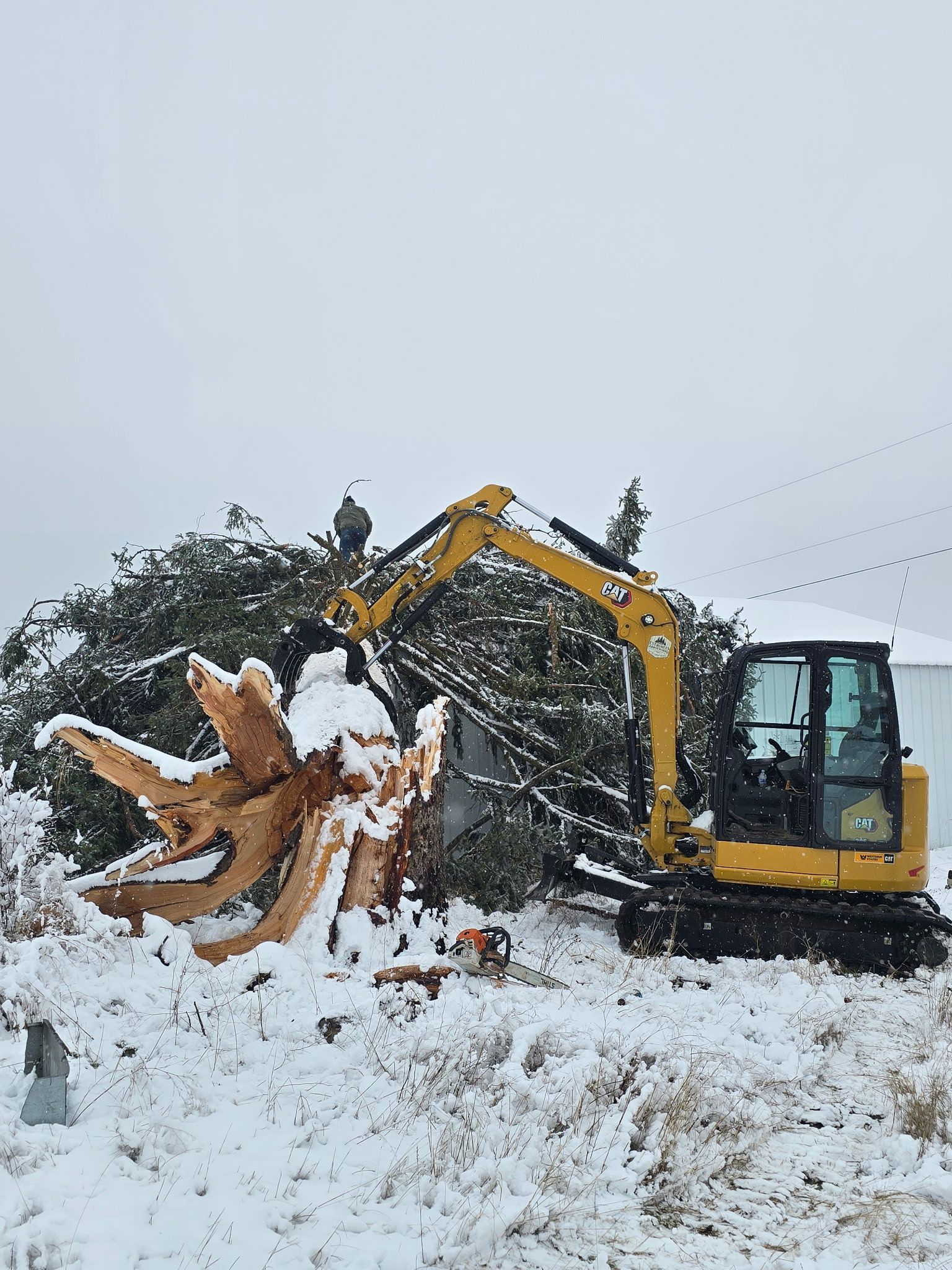 A yellow excavator with a claw attachment lifts a large, uprooted pine tree in a snow-covered field.