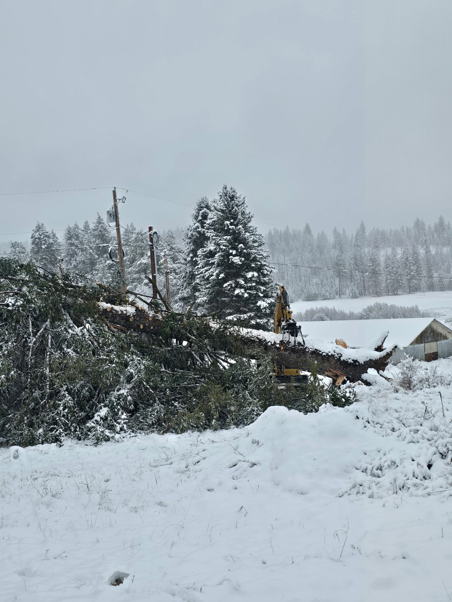 A fallen evergreen tree lies across a snow-covered field in front of a forest and a building.