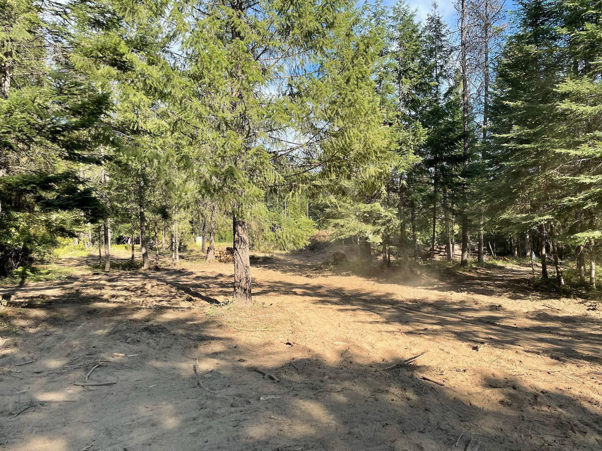 A clearing in a coniferous forest with cleared dirt ground and tall pine trees under a blue sky.