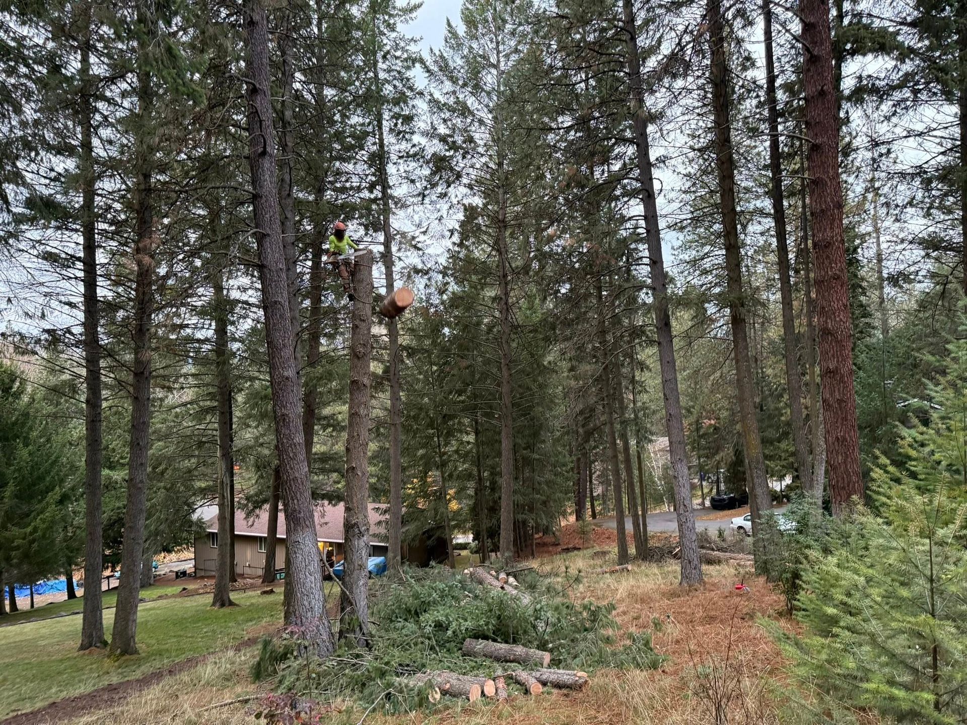 A worker wearing high-visibility gear prunes a tall pine tree in a forested residential area with cut branches on the ground.