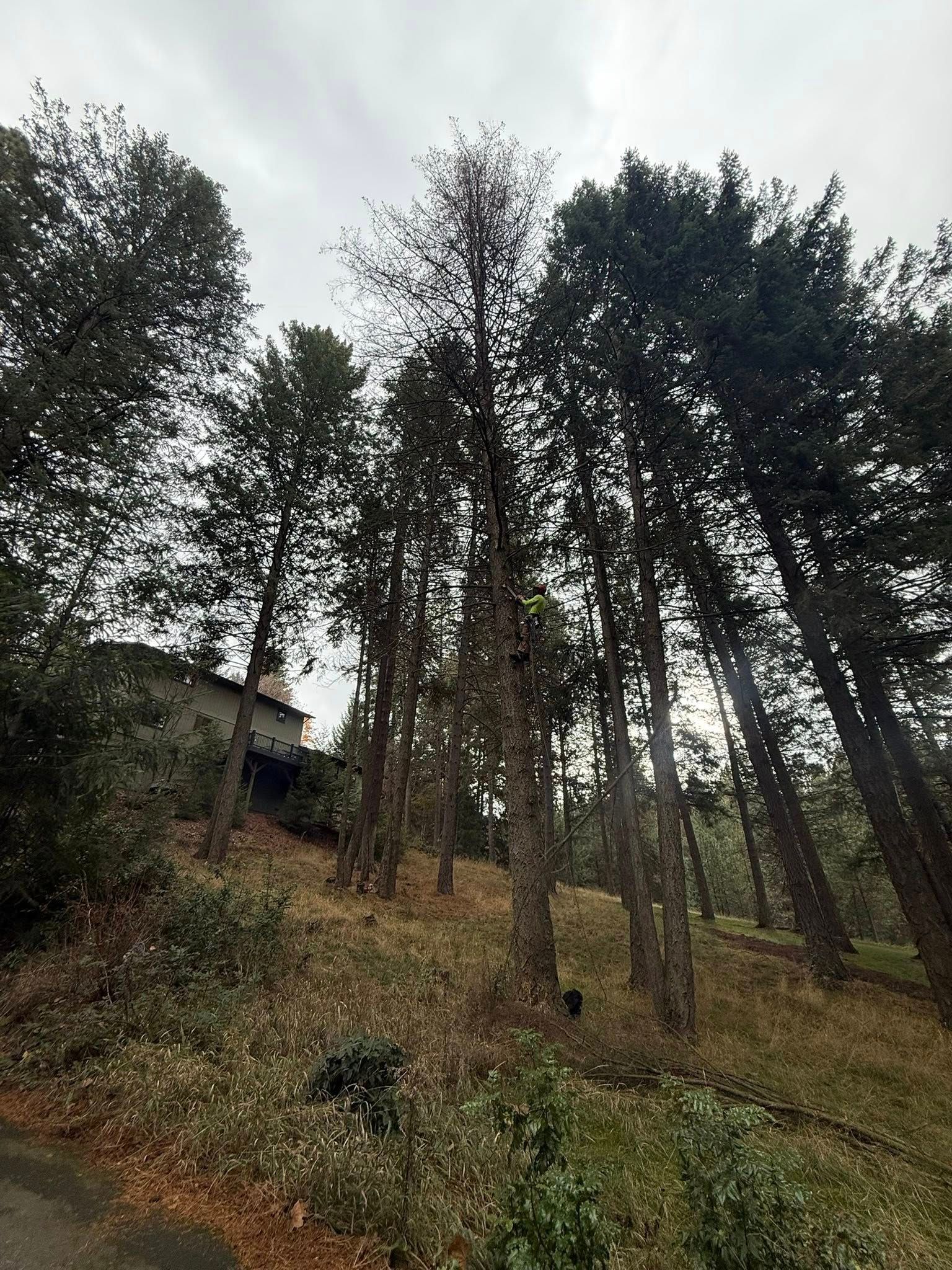 Tall pine trees stand on a grassy, sloped hill in front of a house under an overcast sky.