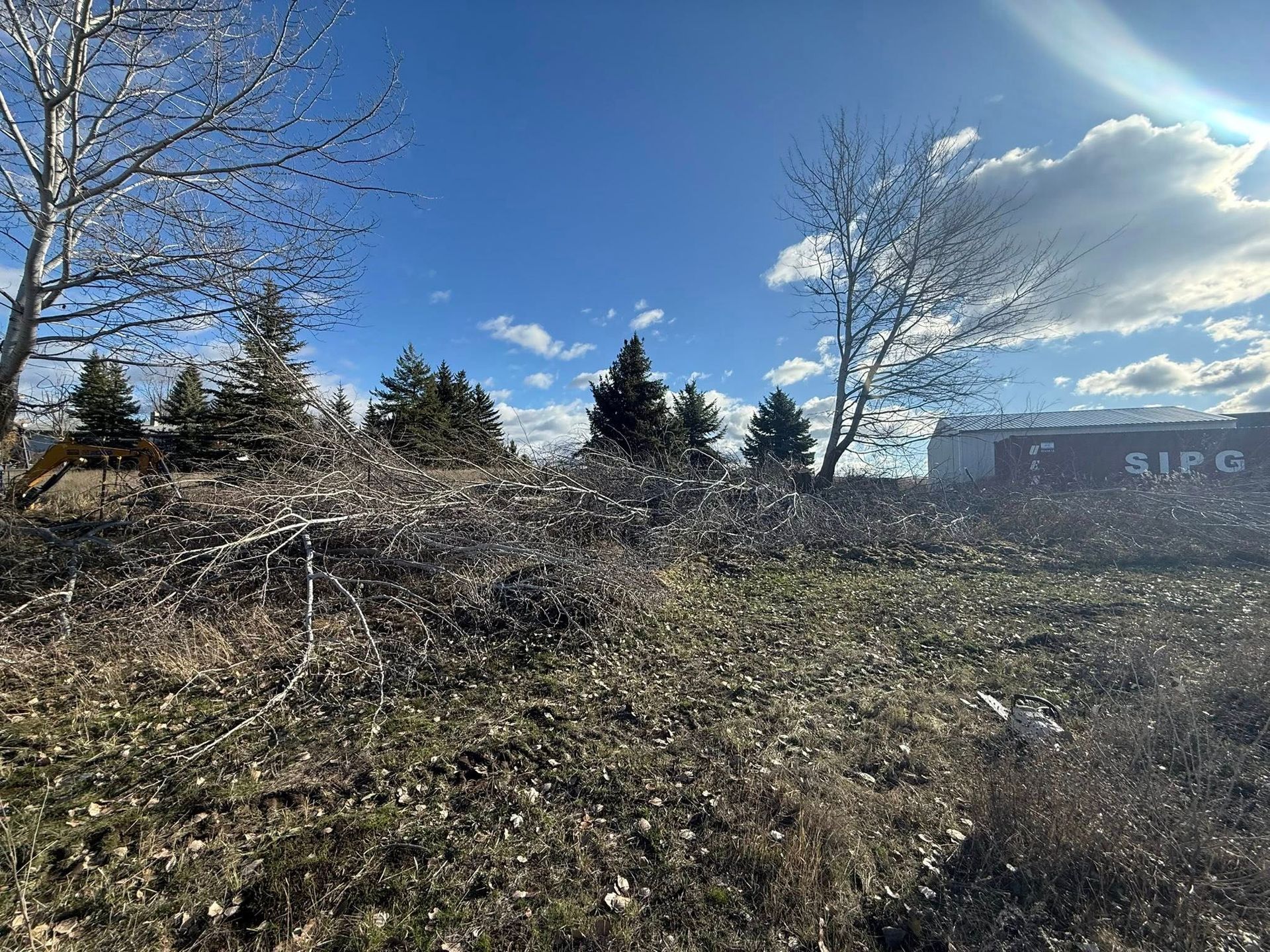 A field cleared of brush and fallen branches under a bright blue sky, with pine trees and a distant shipping container.