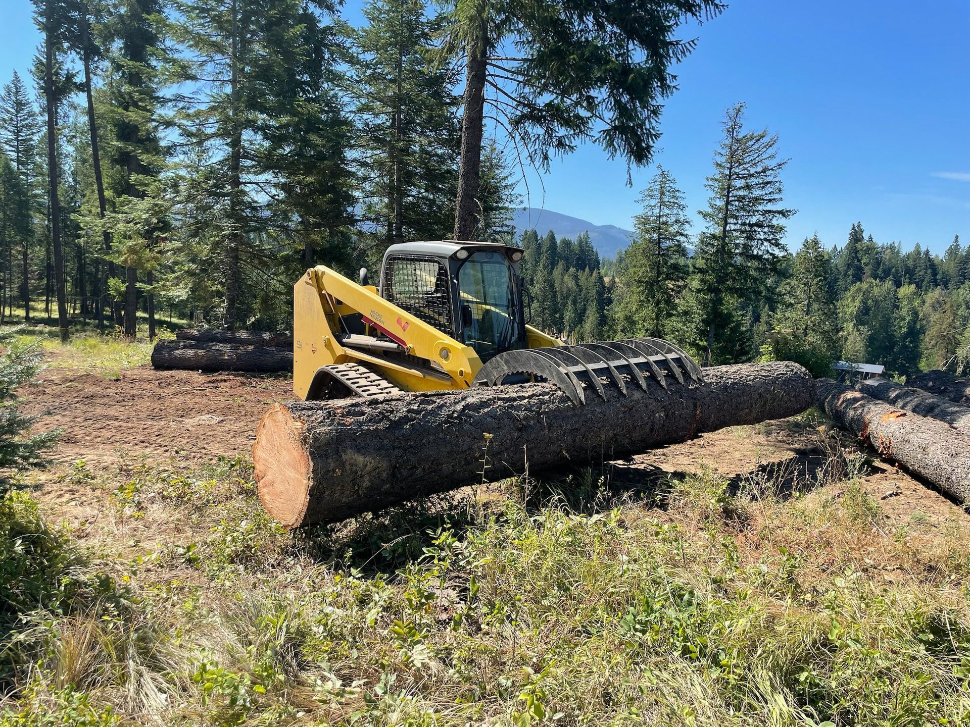 A yellow skid-steer loader with a grapple attachment moves a large cut log in a sunlit forest clearing.