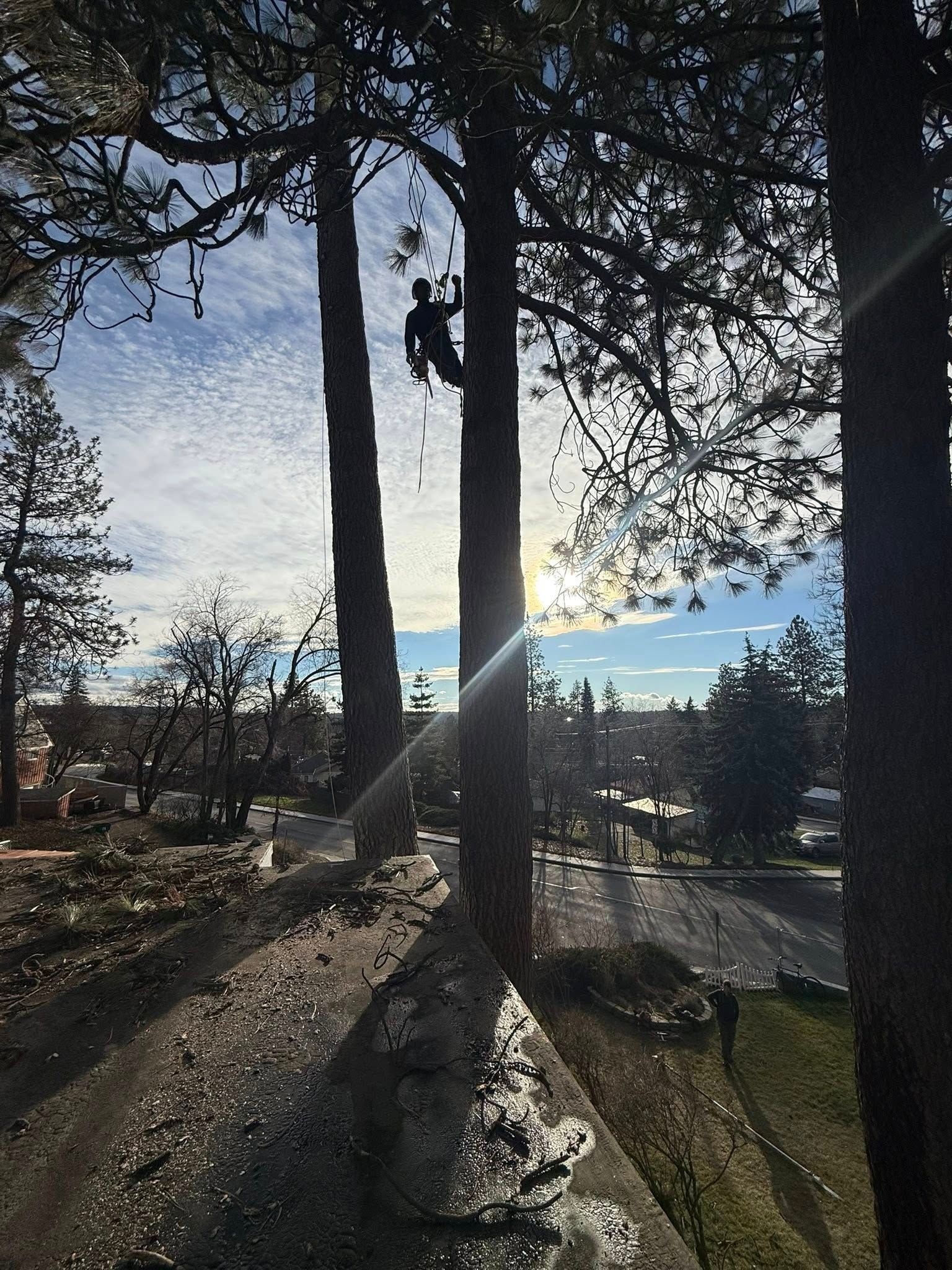 A silhouette of a worker suspended by ropes in a tall tree during a sunny day.