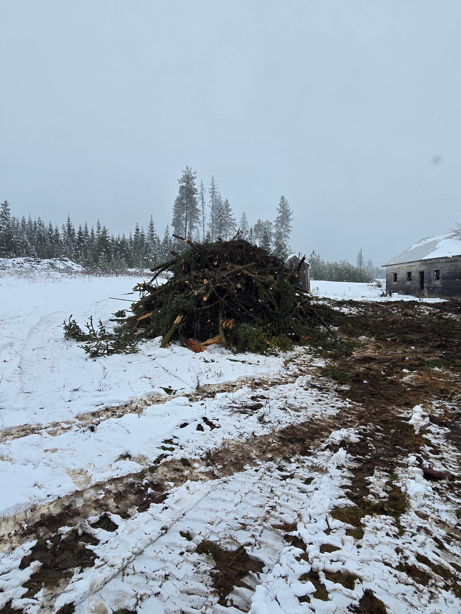 A large pile of cut evergreen tree branches sits in a snow-covered field near a building, under an overcast sky.