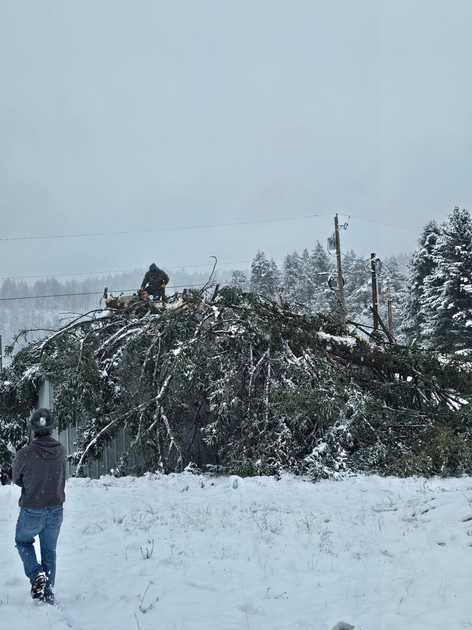 A snow-covered tree has fallen onto a small structure, with one person standing on the roof and another watching nearby.