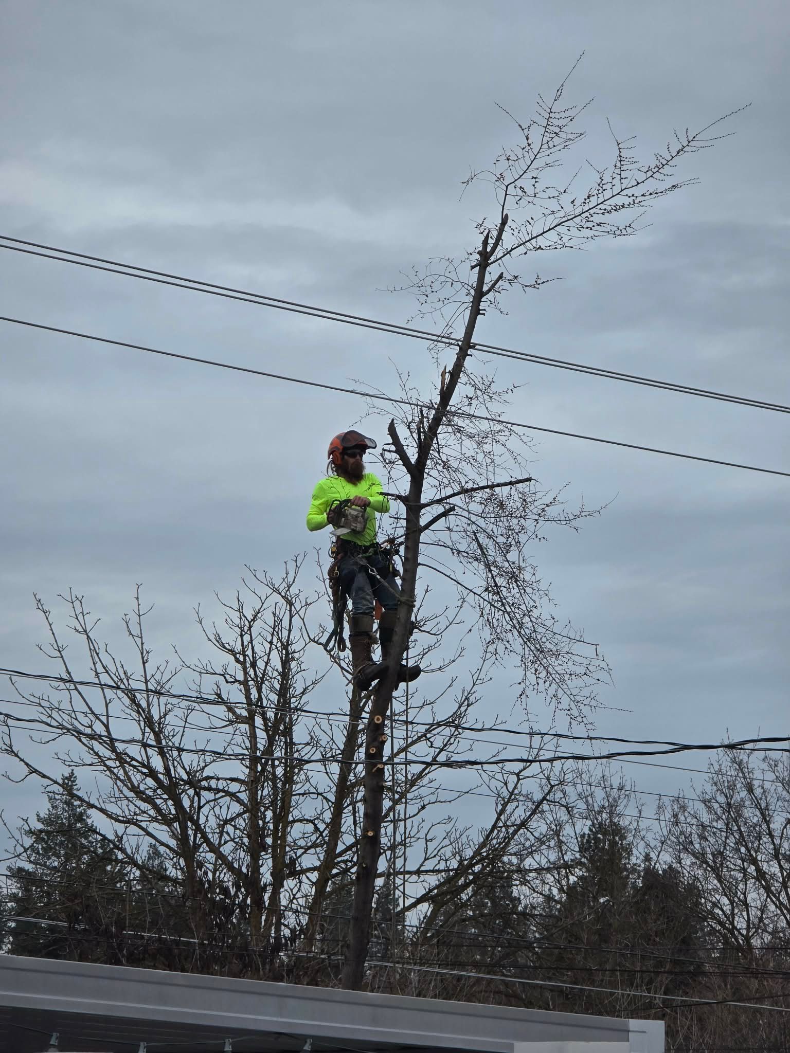 A worker in a high-visibility lime jacket and safety helmet climbs a tall, pruned tree near overhead power lines.