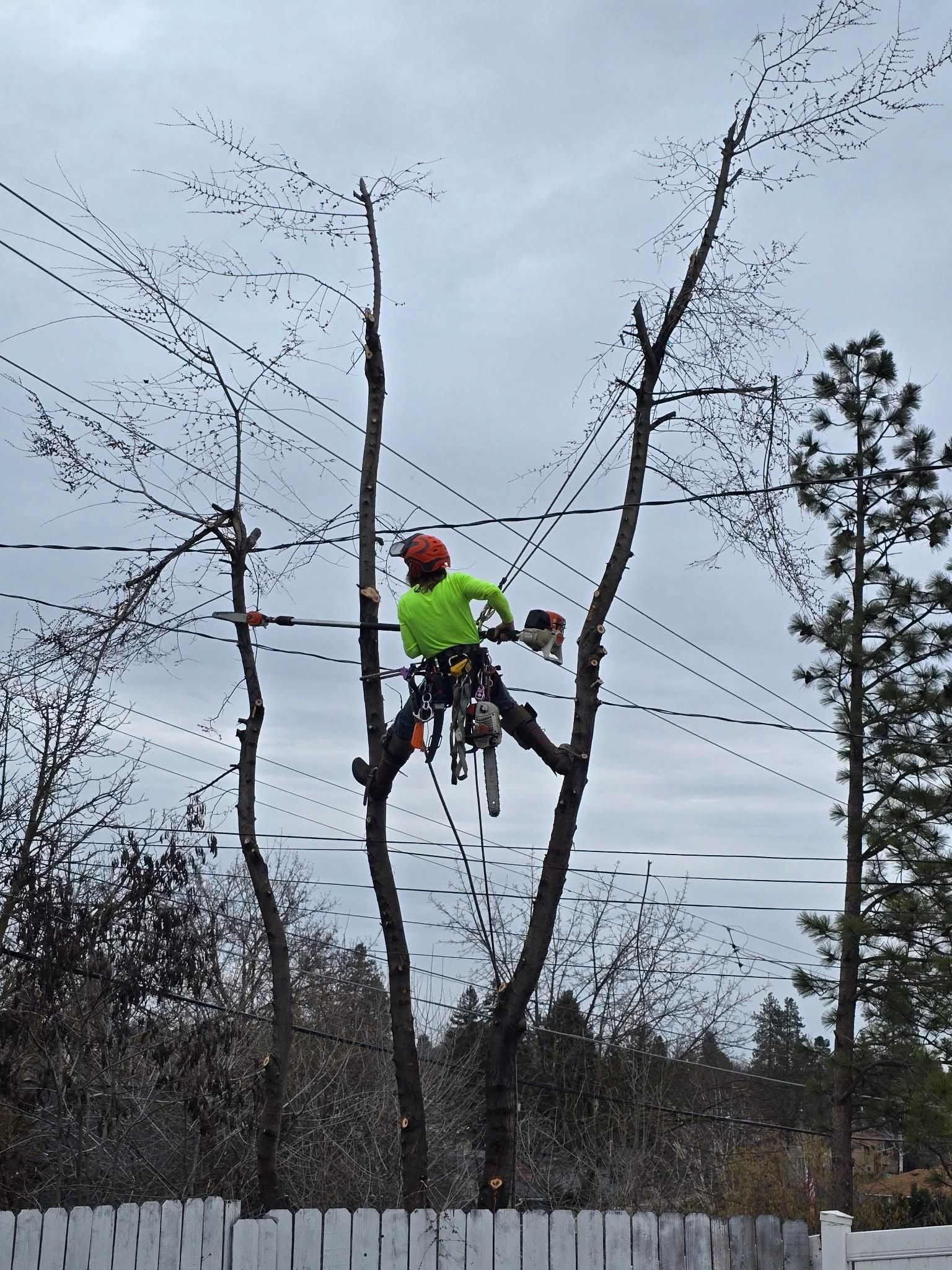 A worker in a bright green shirt and safety helmet uses a pole saw while perched in a tree near overhead power lines.