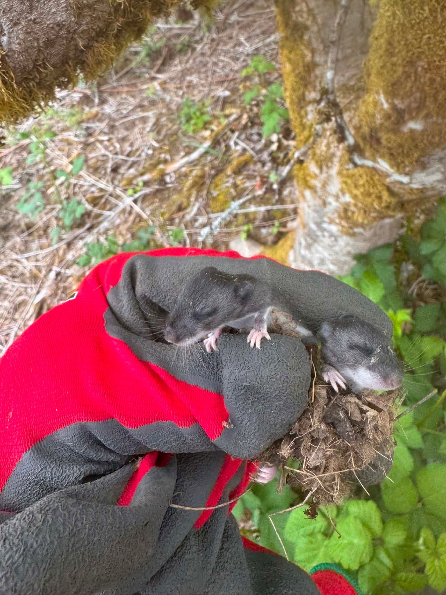 Small dark frog on a red-gloved hand beside a tree in a mossy forest setting