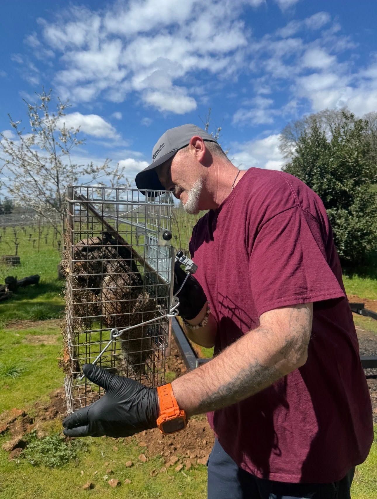 Man in maroon shirt and cap harvesting a small tree in a garden on a sunny day