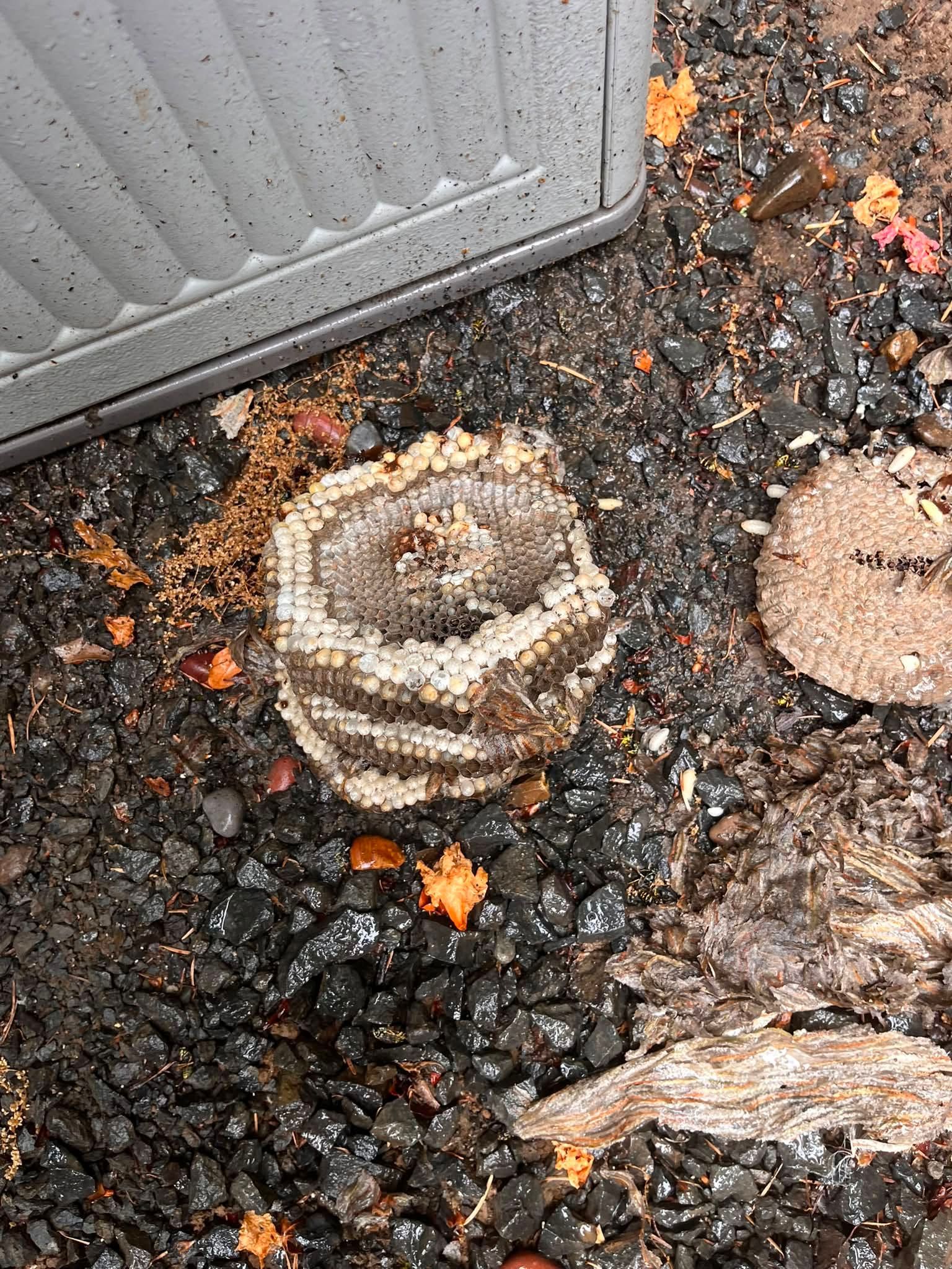 Mushrooms growing in dark gravel beside a corrugated metal panel, with scattered orange leaves.