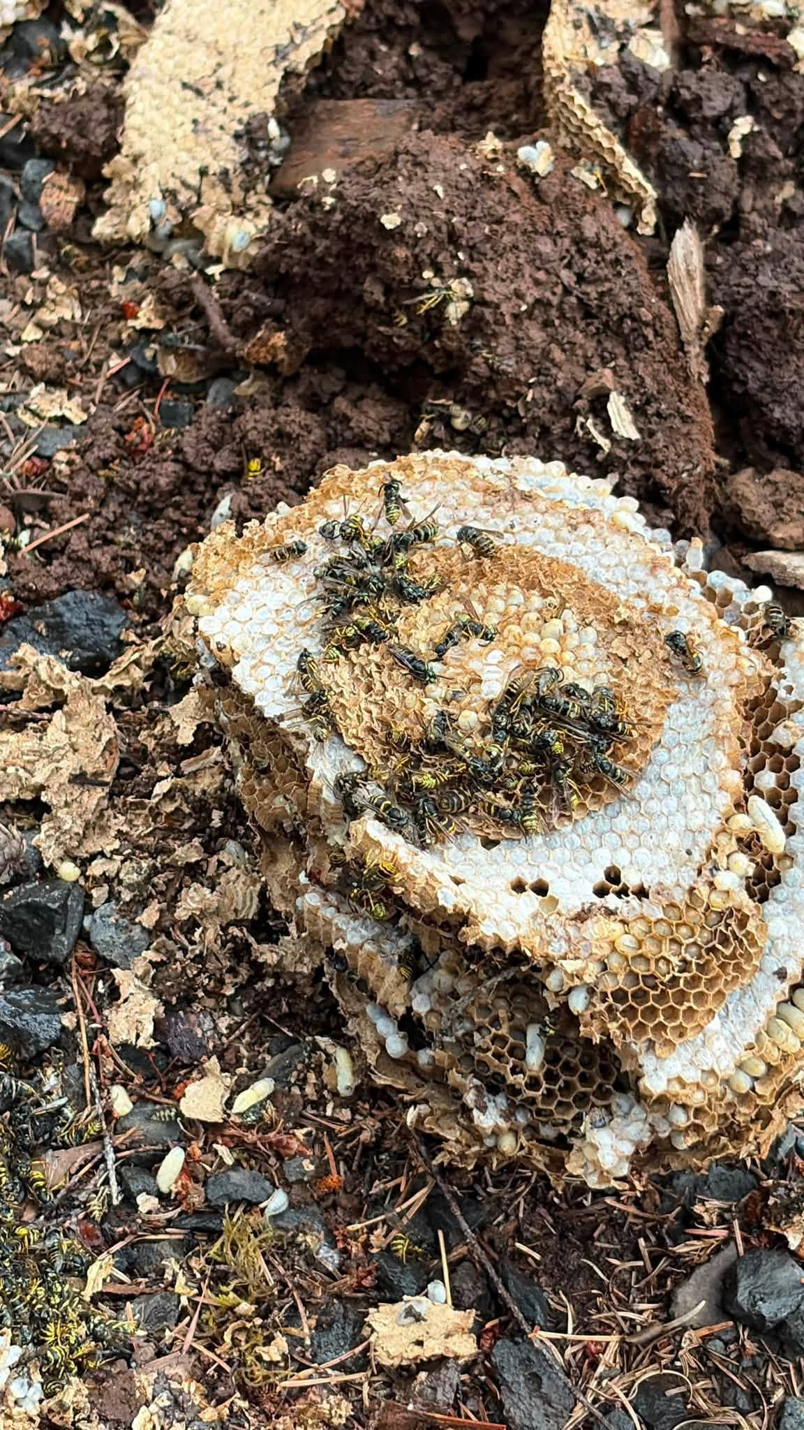 Round white and brown mushroom growing in dark soil and leaf litter