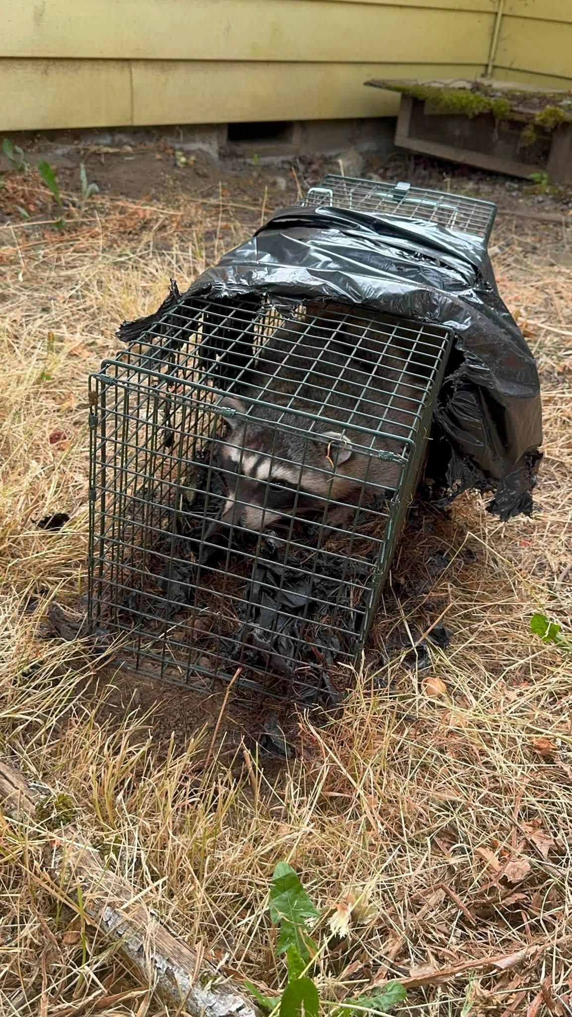 Black metal animal trap covered with a tarp, sitting on dry grass near a yellow building.