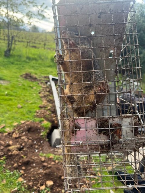 Rusty squirrel on a wire mesh feeder outdoors in a grassy garden area