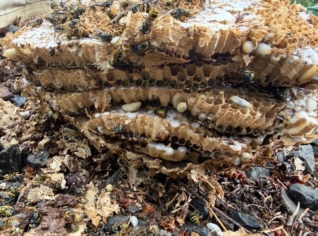 Stacked honeycomb frames covered with bees and beeswax on the ground